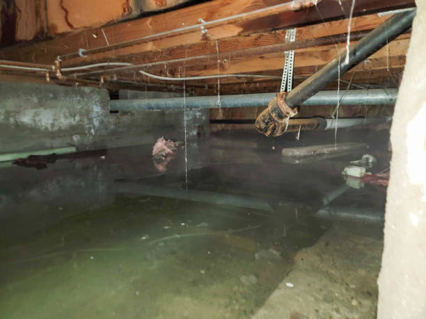 Best Water damage mitigation services  in Flemingsburg, KY